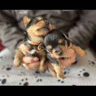 Yorkshire Terrier - Dogs