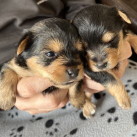 Yorkshire Terrier - Dogs