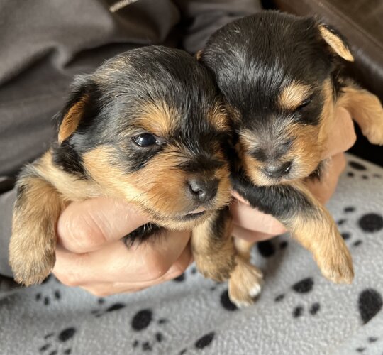 Yorkshire Terrier