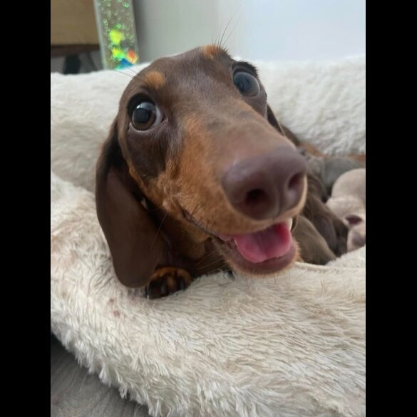 Dachshund (Standard &amp; Miniature) - Dogs