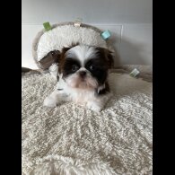 Shih Tzu - Dogs