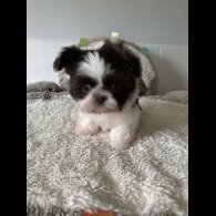 Shih Tzu - Dogs