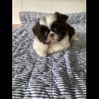 Shih Tzu - Dogs