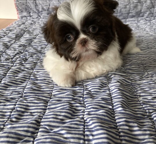 Shih Tzu