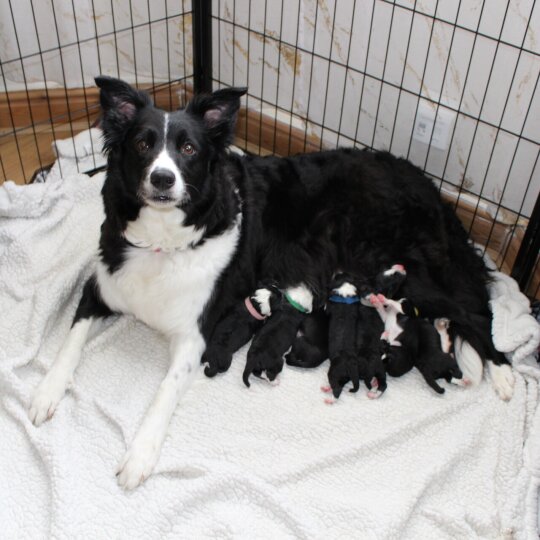 Border Collie - Both