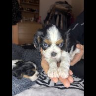 Cavalier King Charles Spaniel - Both