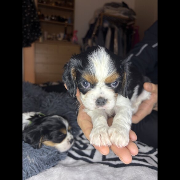 Cavalier King Charles Spaniel - Both