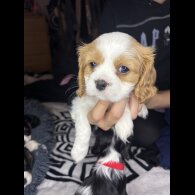 Cavalier King Charles Spaniel - Both