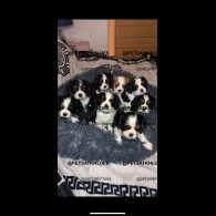 Cavalier King Charles Spaniel - Both