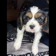 Cavalier King Charles Spaniel - Both