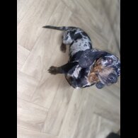 Dachshund (Standard &amp; Miniature) - Both