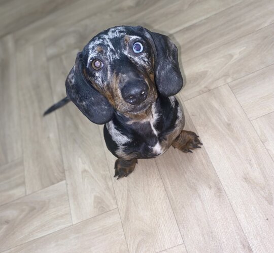 Dachshund (Standard &amp; Miniature)