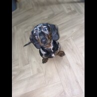 Dachshund (Standard &amp; Miniature) - Both