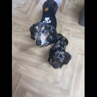 Dachshund (Standard &amp; Miniature) - Both