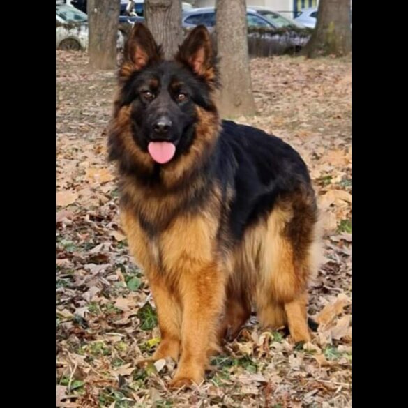 German Shepherd (Alsatian) - Both