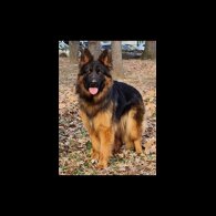 German Shepherd (Alsatian) - Both