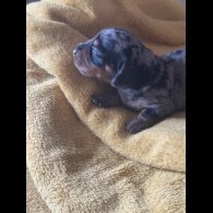 Dachshund (Standard &amp; Miniature) - Both