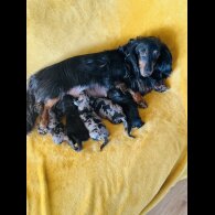 Dachshund (Standard &amp; Miniature) - Both