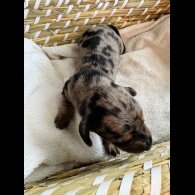 Dachshund (Standard &amp; Miniature) - Both