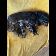 Dachshund (Standard &amp; Miniature) - Both