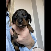 Dachshund (Standard &amp; Miniature) - Both