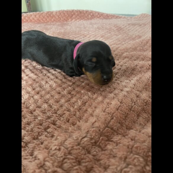 Dachshund (Standard &amp; Miniature) - Both