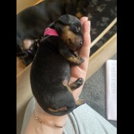 Dachshund (Standard &amp; Miniature) - Both