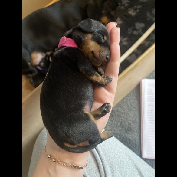 Dachshund (Standard &amp; Miniature) - Both