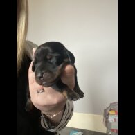 Dachshund (Standard &amp; Miniature) - Both