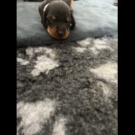 Dachshund (Standard &amp; Miniature) - Both