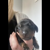 Dachshund (Standard &amp; Miniature) - Both