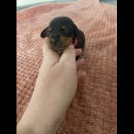 Dachshund (Standard &amp; Miniature) - Both