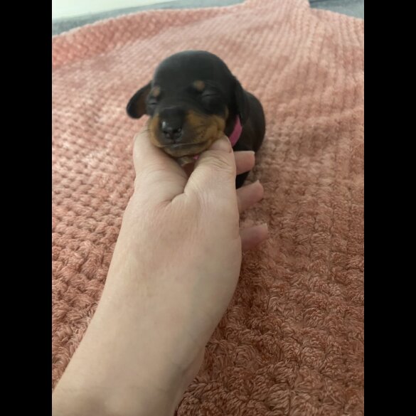 Dachshund (Standard &amp; Miniature) - Both