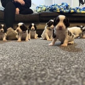 English Springer Spaniel - Both