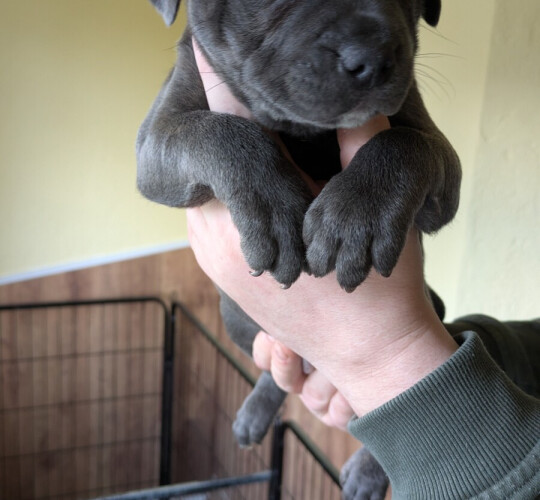 Staffordshire Bull Terrier