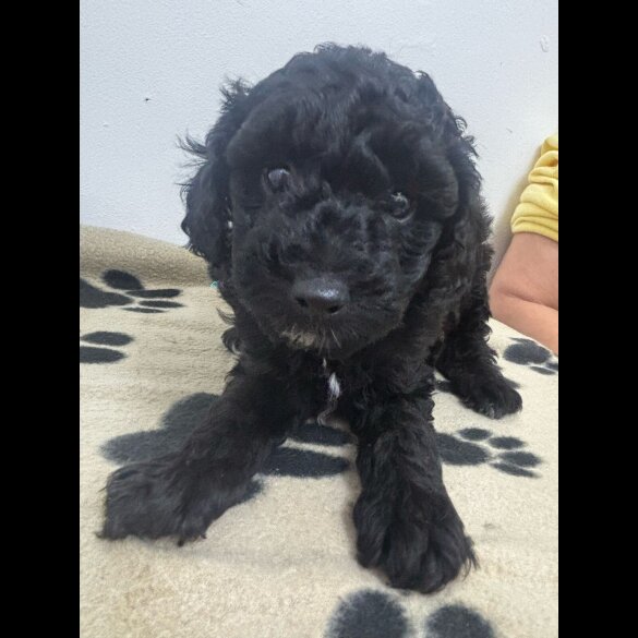 Toy Poodle - Both