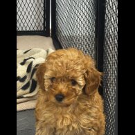 Toy Poodle - Both