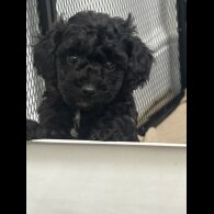 Toy Poodle - Both