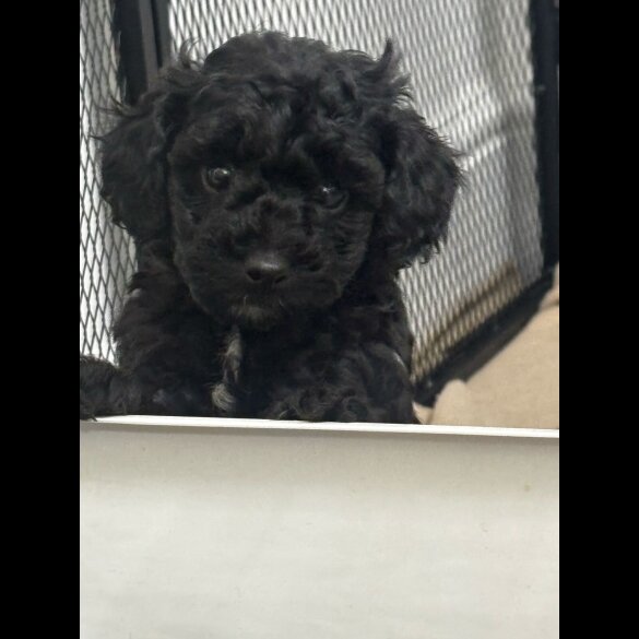 Toy Poodle - Both