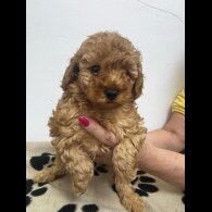 Toy Poodle - Both