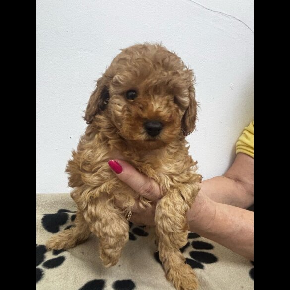 Toy Poodle - Both