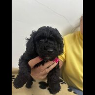 Toy Poodle - Both