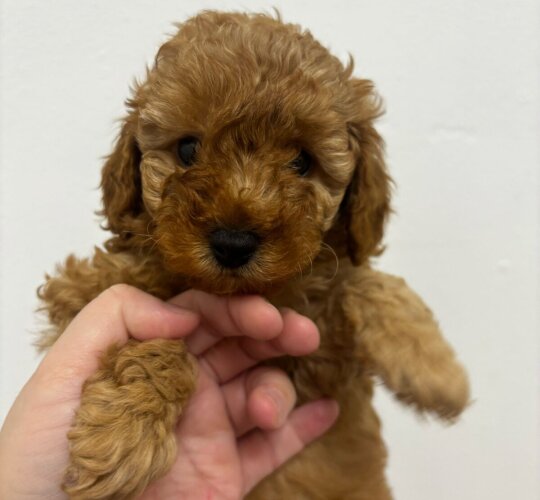 Toy Poodle