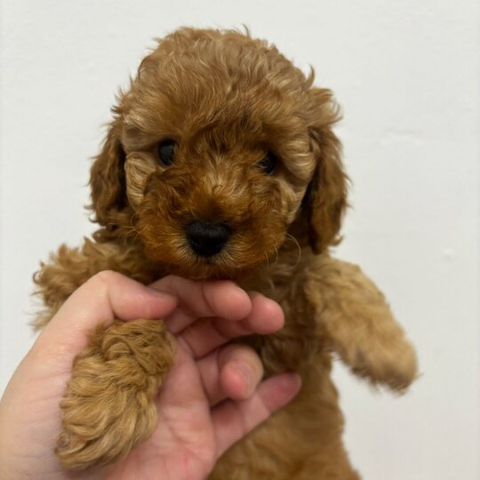 Toy Poodle - Both