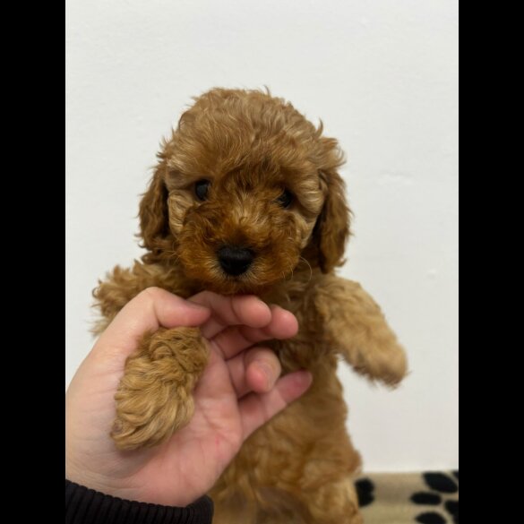 Toy Poodle - Both