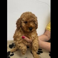 Toy Poodle - Both