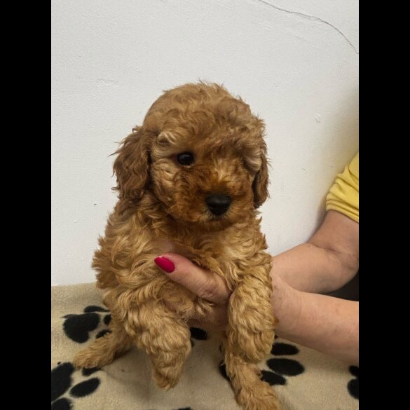 Toy Poodle - Both