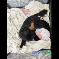 Toy Poodle - Both