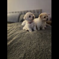 Bichon Frise - Dogs