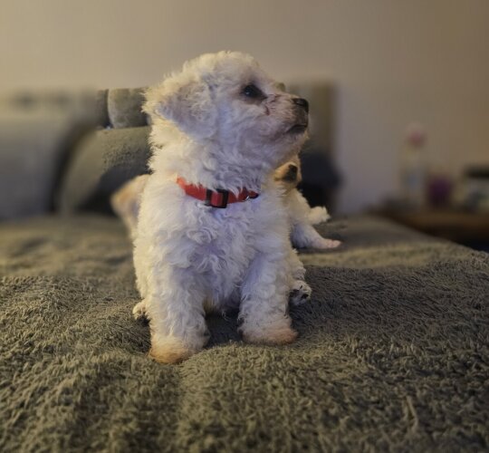 Bichon Frise